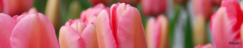 tulip-darwin-hybrid-banner.jpg