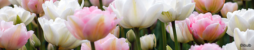 tulip-double-banner.jpg