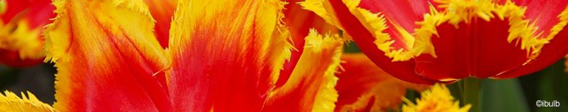 tulip-fringed-banner.jpg