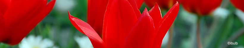tulip-greigii-banner.jpg