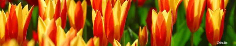 tulip-kaufmanniana-banner.jpg