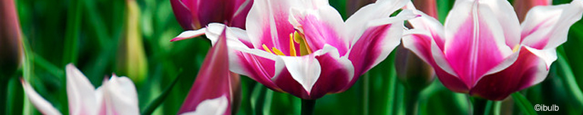 tulip-lily-flowering-banner.jpg