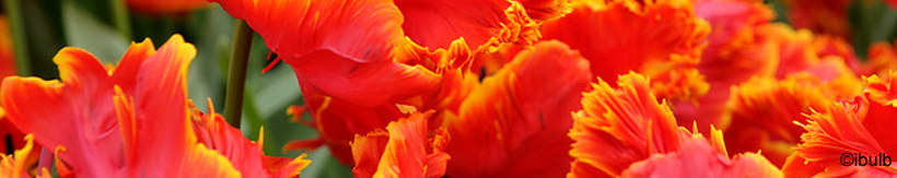 tulip-parrot-banner.jpg