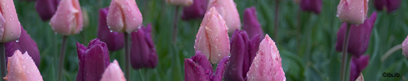 tulip-single-early-banner.jpg