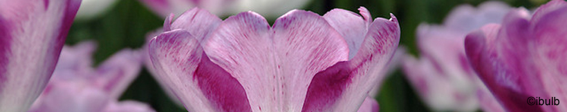 tulip-single-late-banner.jpg