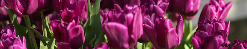 tulip-triumph-banner.jpg