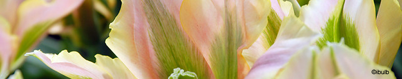 tulip-viridiflora-banner.jpg