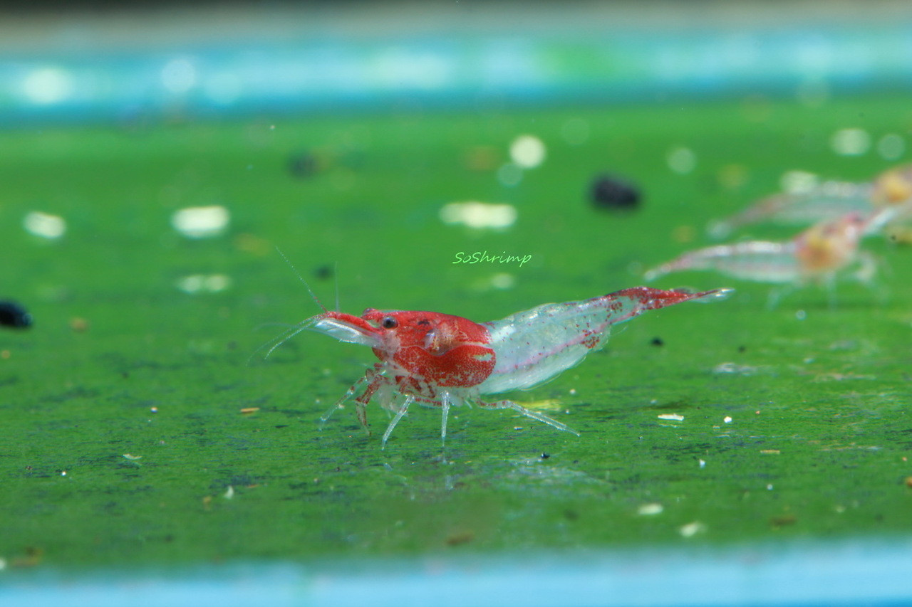 Red Rili Shrimp - SoShrimp
