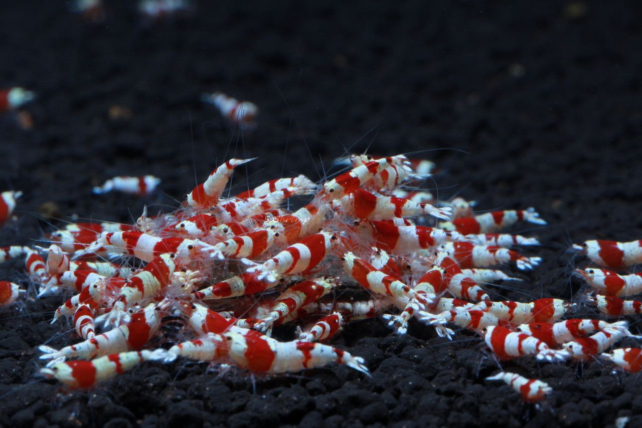 Crystal Red Shrimp S+ Grade - SoShrimp