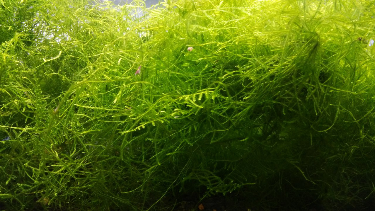 java moss floating