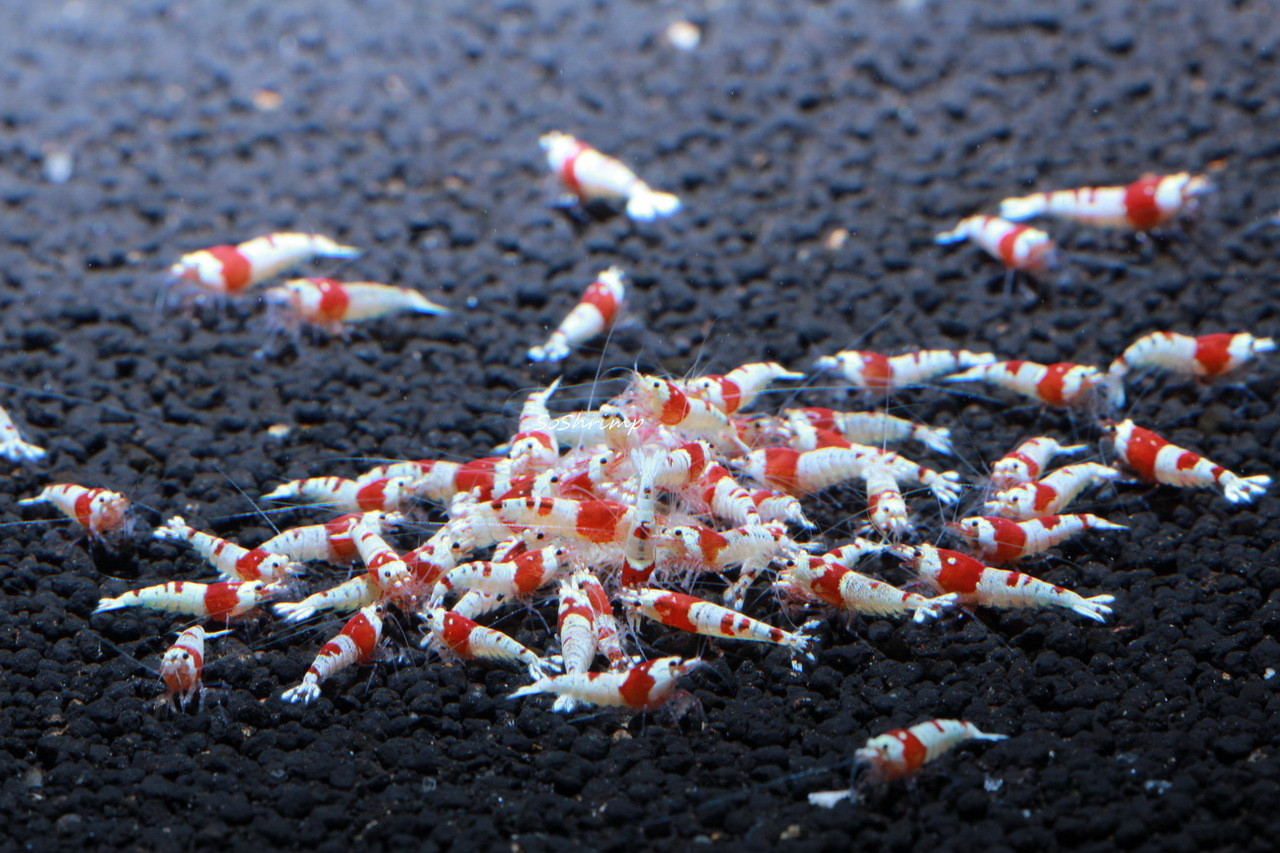 Crystal Red Shrimp SS+ Grade - SoShrimp