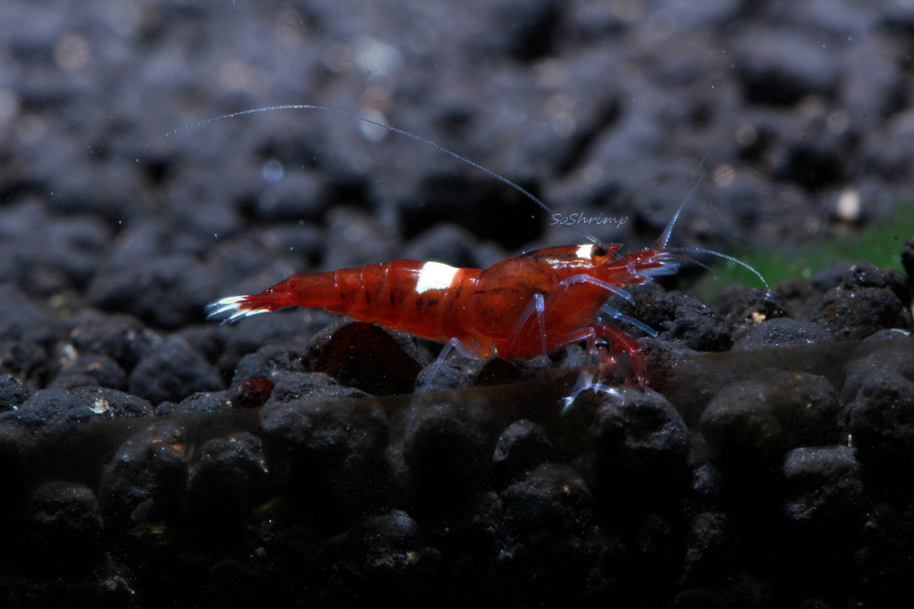 Taiwan Bee Wine Red Shrimp SoShrimp