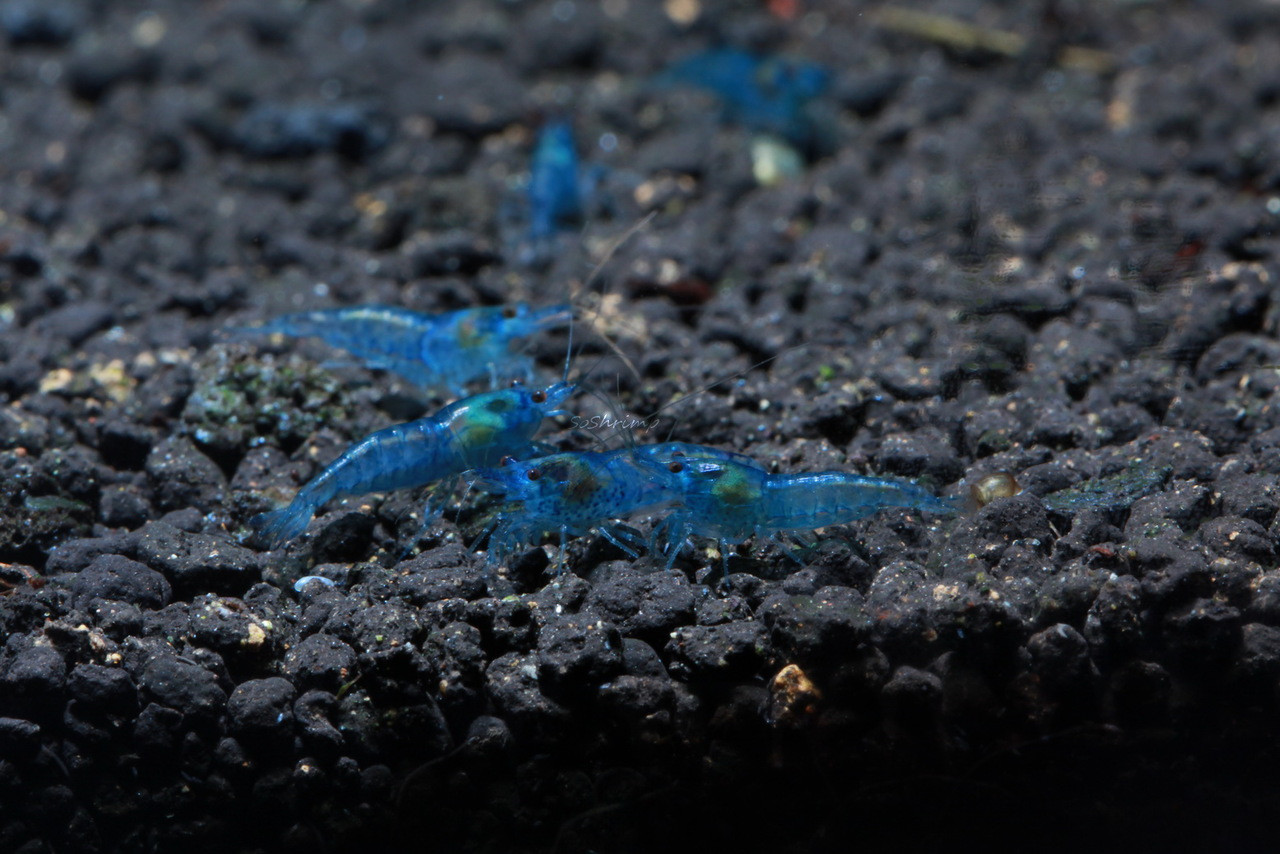 Blue Velvet Shrimp SoShrimp   Blue Velvet 04  48700.1448484544.1280.1280 