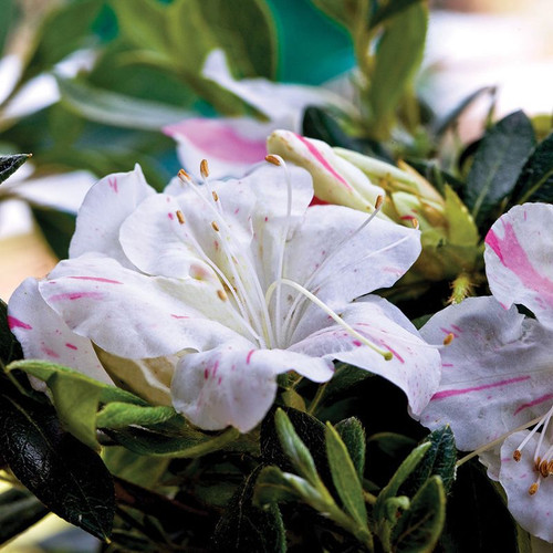 Autumn Lily™ Encore® Azalea