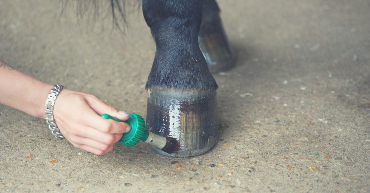 Person oiling a horse's hooves