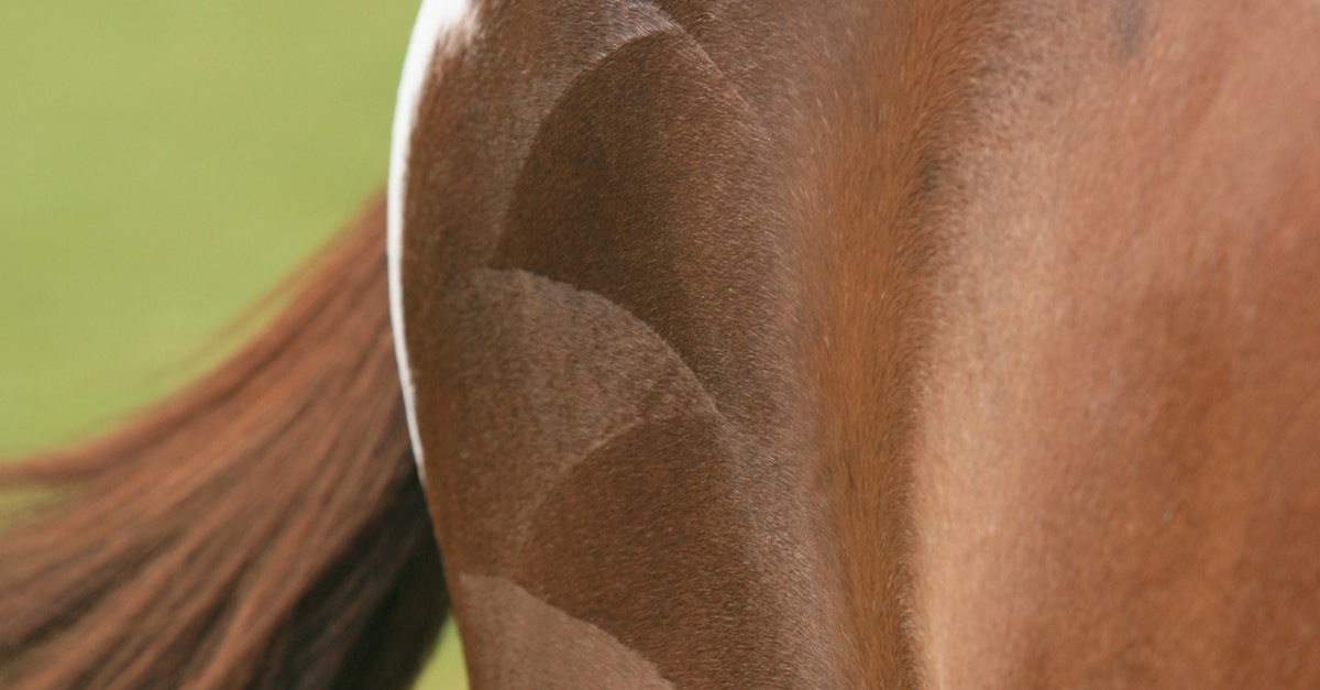Quarter marks on a chestnut horse
