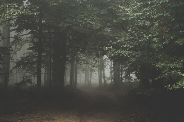 A Reforestation Partnership