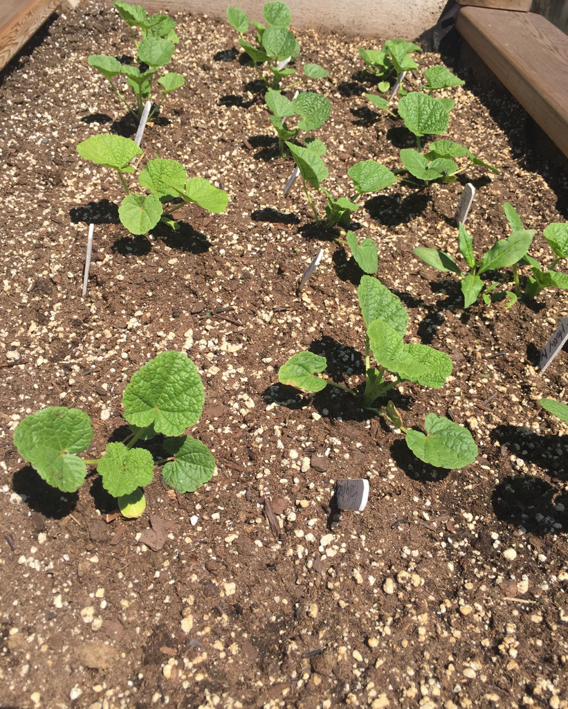 The Gardens are Planted!