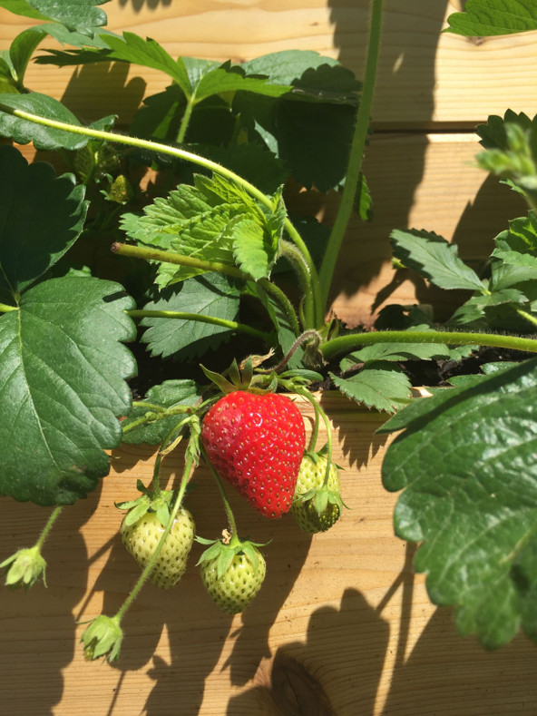 My Favorite Rhubarb, Berry Desert