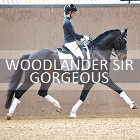 woodlander-sir-gorgeous.png