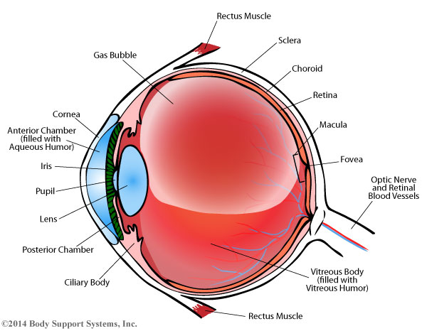 Comfortable Face Down Recovery After Eye Surgery - Body Support Systems ...