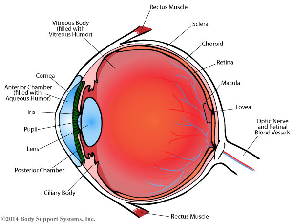 Comfortable Face Down Recovery After Eye Surgery - Body Support Systems ...