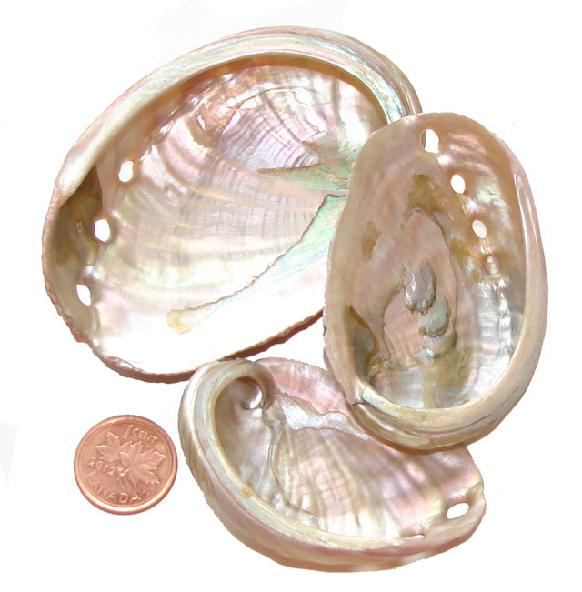 Smudging Abalone Shell For Sale - Healing Properties with Purchase