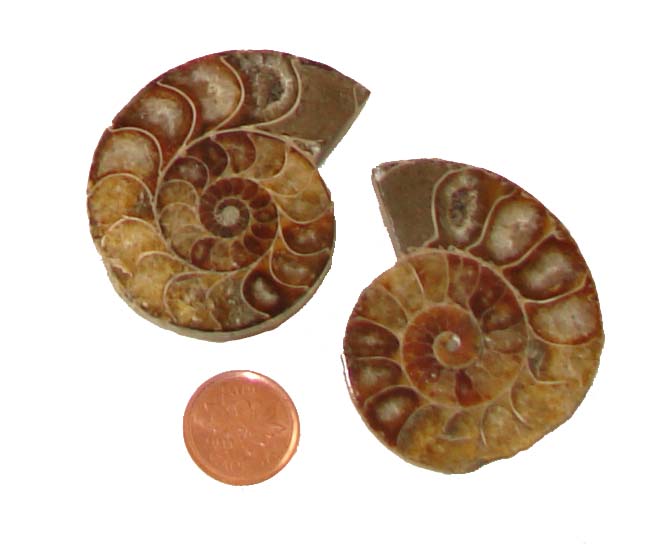 ammonite metaphysical properties