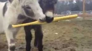 Donkey Wiffle Ball