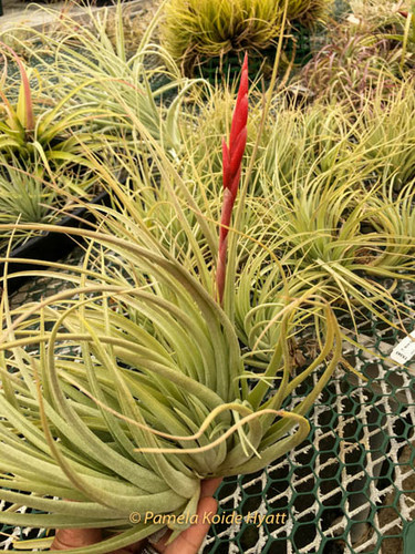Tillandsia dura (lg. form) X meridionalis (=recurvifolia)