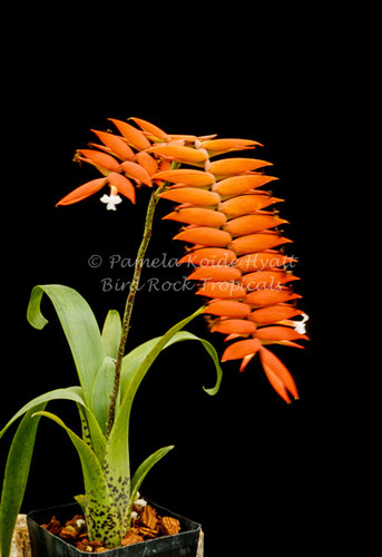 Tillandsia dyeriana