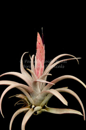 Tillandsia chiapensis