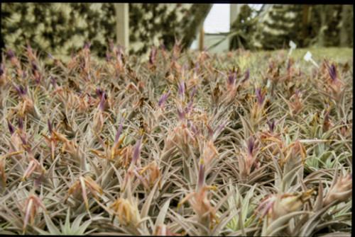 Tillandsia hondurensis