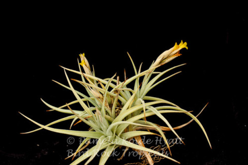 Tillandsia ixioides