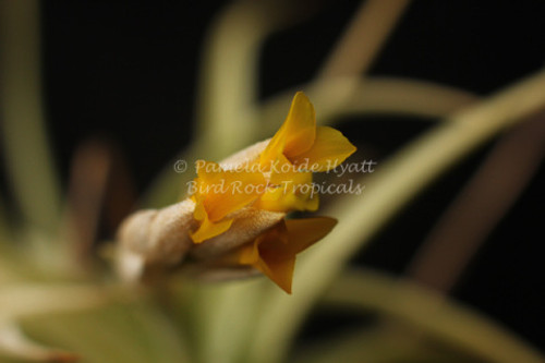 Tillandsia ixioides