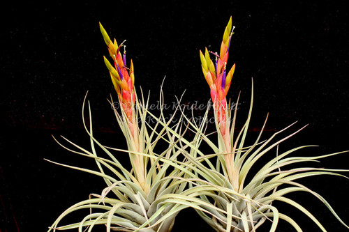 Tillandsia Chevalieri x T. fasciculata v. densispica