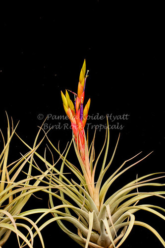 Tillandsia Chevalieri x T. fasciculata v. densispica