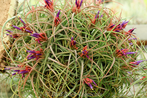 Tillandsia Califano - (T. baileyi x ionantha), Mexico