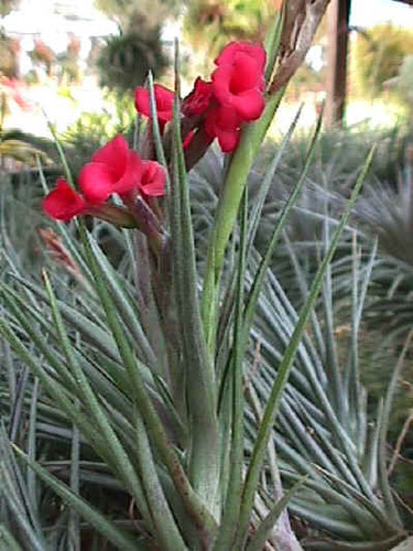 Tillandsia Mystic Twins - (T. albertiana x geminiflora)