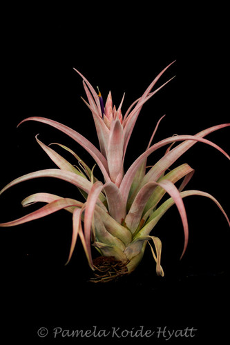 Tillandsia Pink Sorbet - (T. chiapensis X capitata 'Rubra') - Koide Hybrid