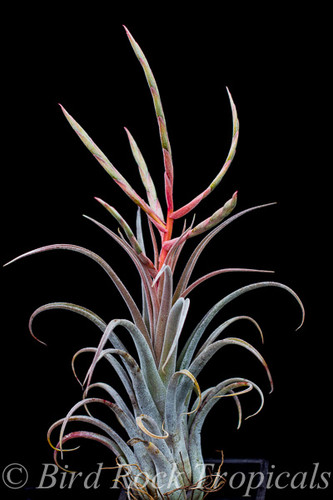 Tillandsia Bird Rock Elegance - (T. streptophylla X pueblensis)