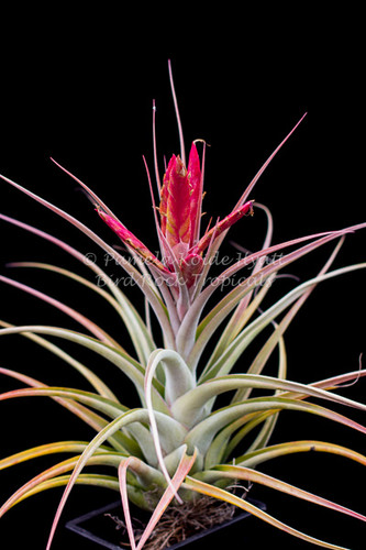 Tillandsia Bird Rock Magic - (T. concolor X ehlersiana)