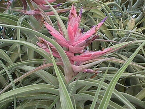 Tillandsia Lucille - (T. ehlersiana x streptophylla), Mexico