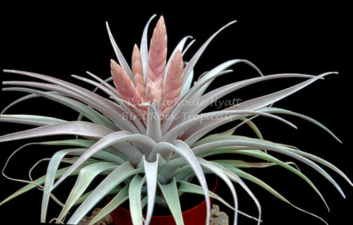 Tillandsia Queen's Delight - (T. carlsoniae x chiapensis)