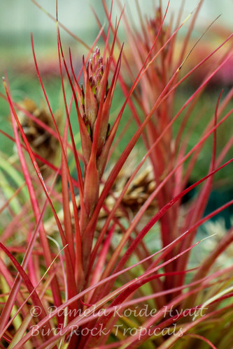 Tillandsia Scarlet Fountain - (T. tricolor x capitata 'Pochutla')