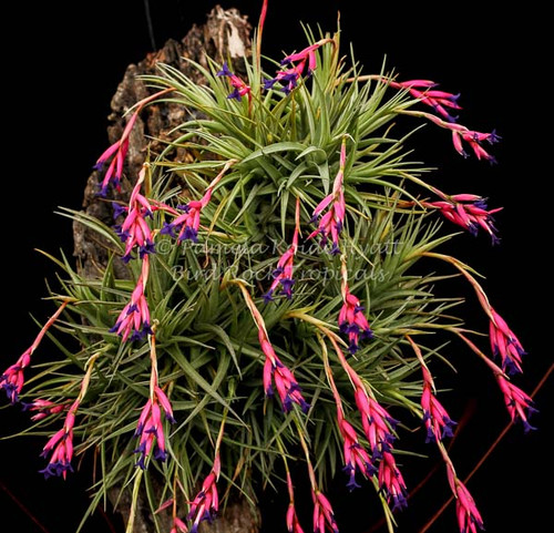 Tillandsia aeranthos