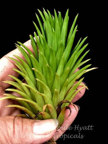 Tillandsia Apretado