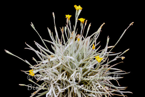 Tillandsia crocata (lg. form)