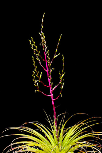 Tillandsia limbata