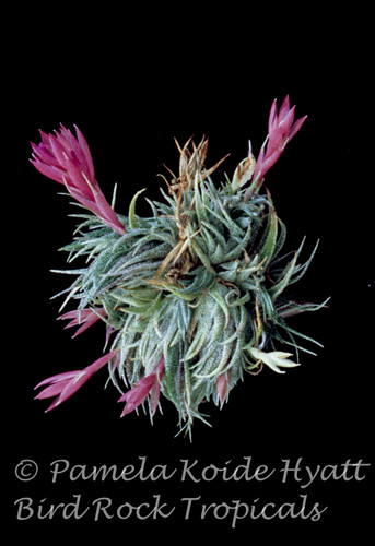 Tillandsia sprengeliana